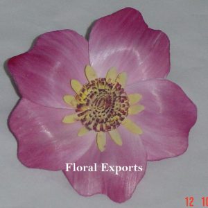 sola new popy flower K